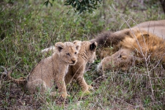 Baby Lions Hanging Out